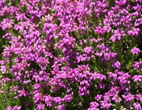Alcune specie di erica
Erica arborea