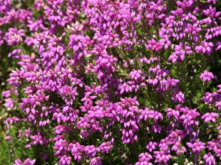 Alcune specie di erica
Erica arborea