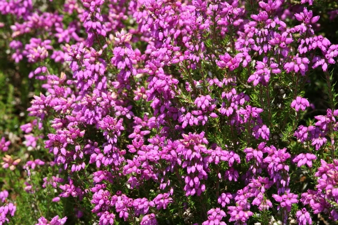 Alcune specie di erica
Erica arborea
