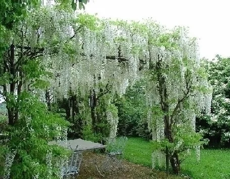 Progettazione giardini all'inglese-6
