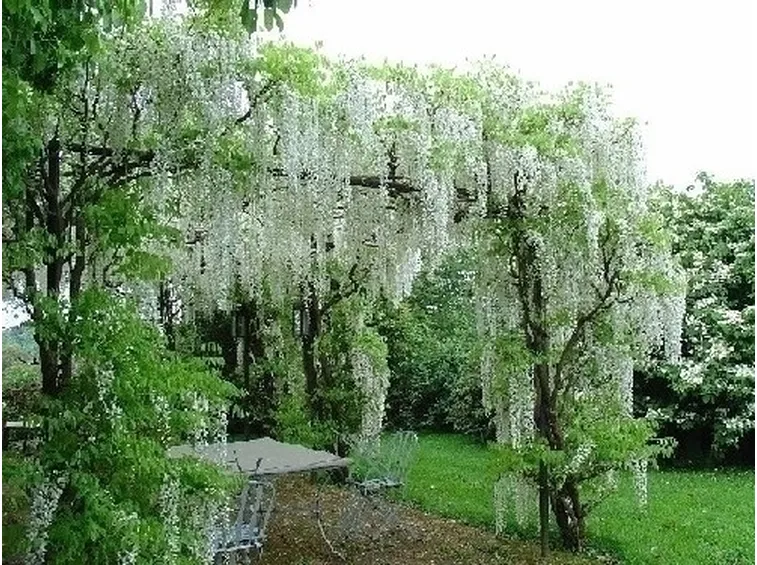Progettazione giardini all'inglese-6