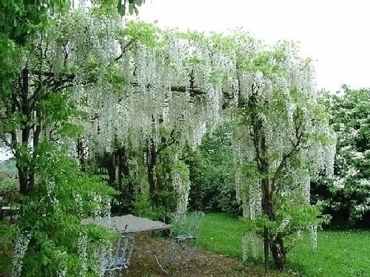 Progettazione giardini all'inglese-6