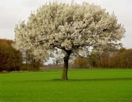 Progettazione giardini all'inglese-8