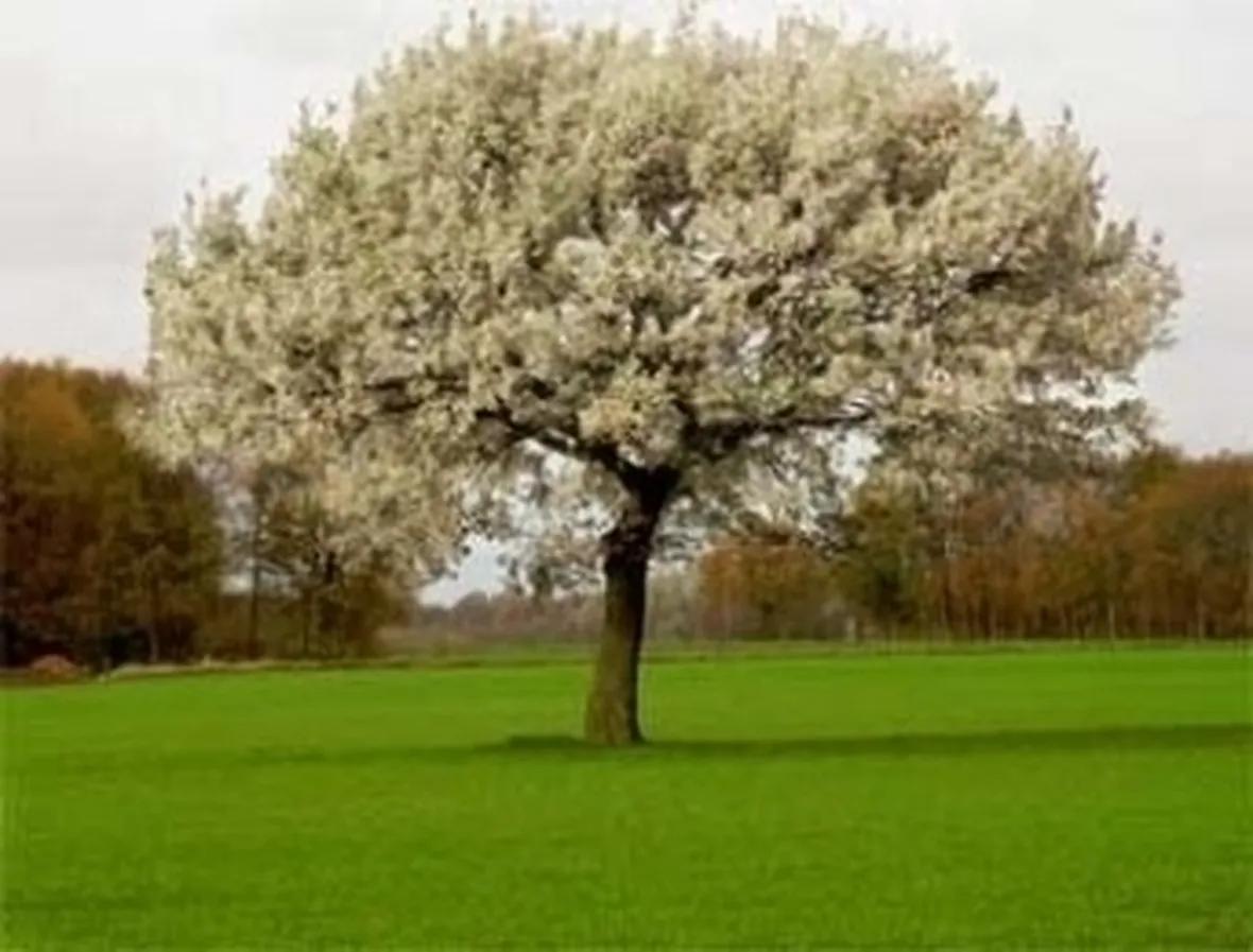 Progettazione giardini all'inglese-8