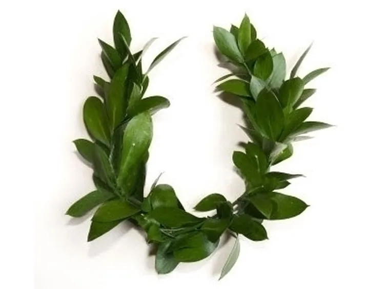 Alloro in erboristeria