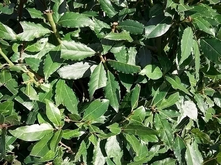 alloro