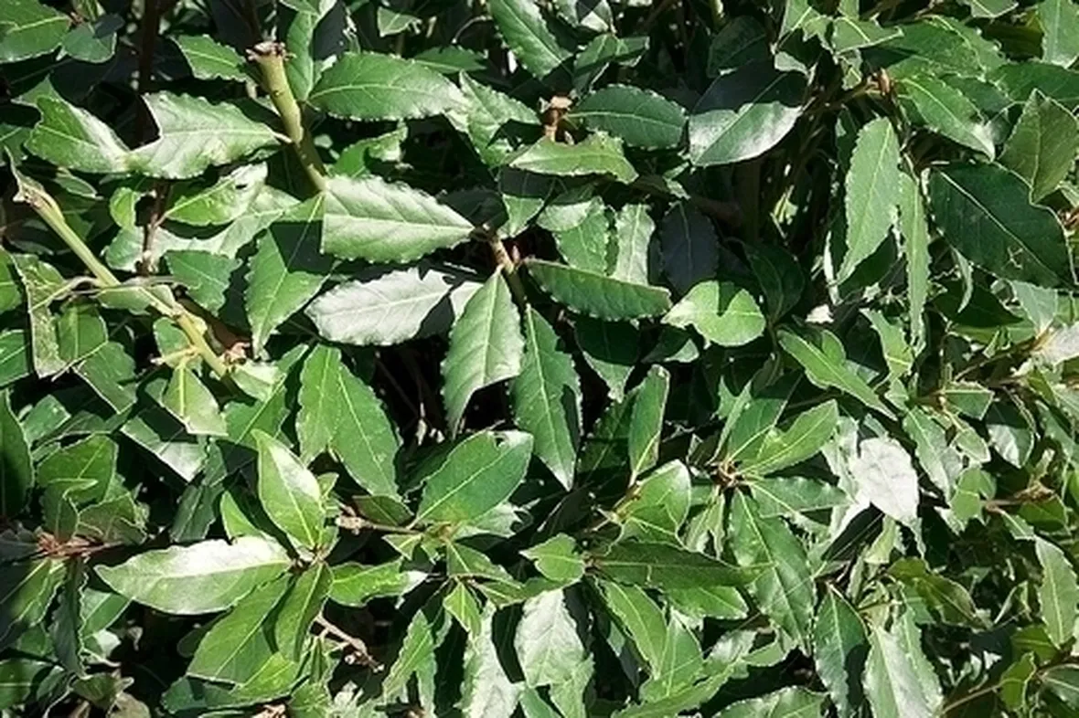 alloro
