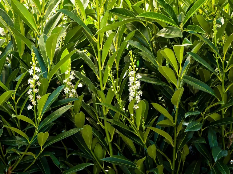 Alloro