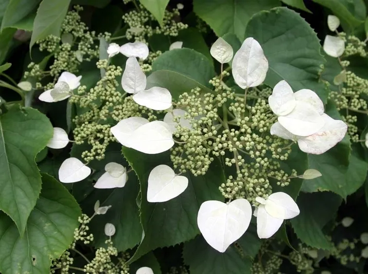 Altre specie di ortensia rampicante