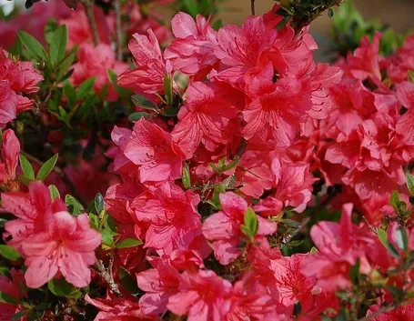 Annaffiare correttamente l'azalea: quando e quanto