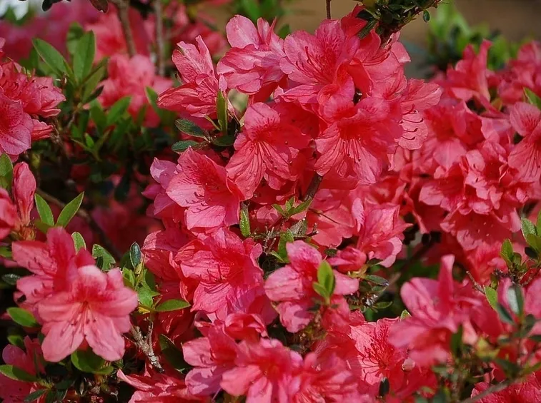 Annaffiare correttamente l'azalea: quando e quanto