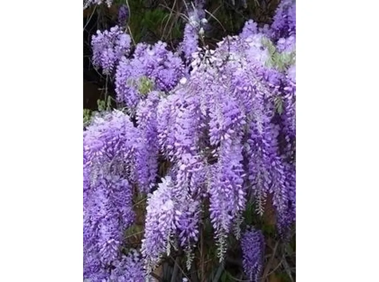 Annaffiature e irrigazione glicine