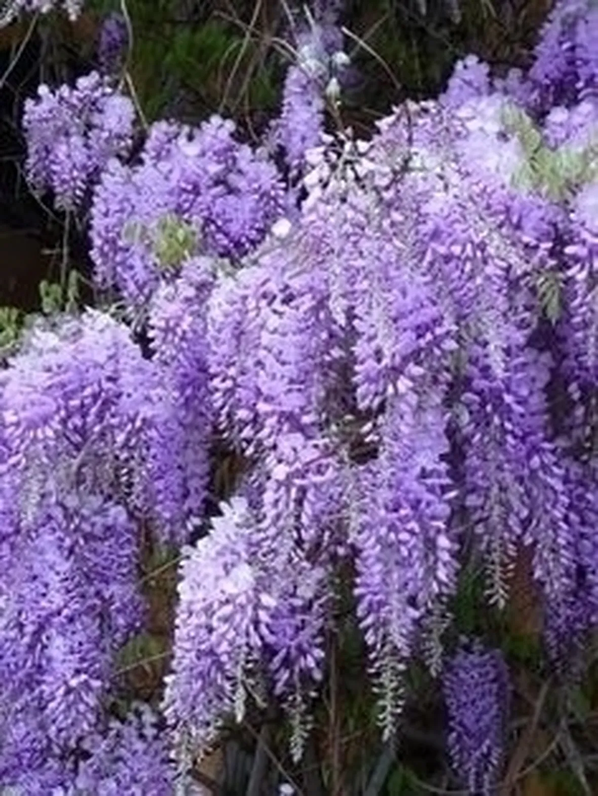 Annaffiature e irrigazione glicine