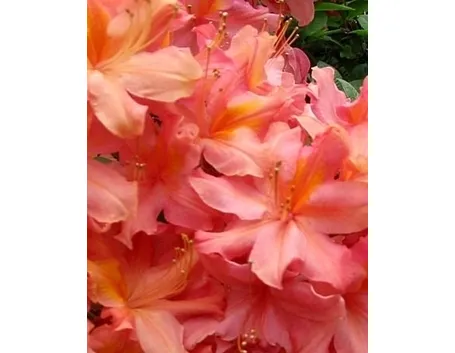 Azalea: significato alternativo