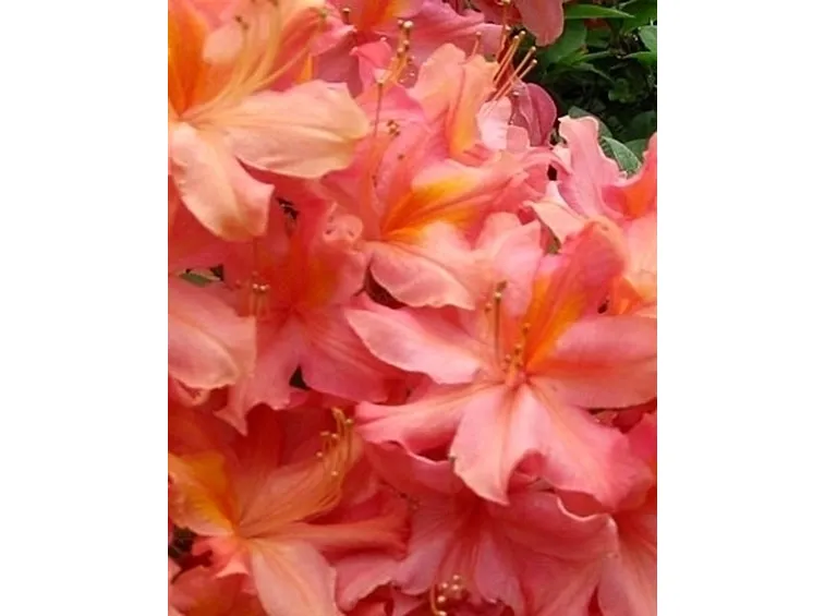 Azalea: significato alternativo