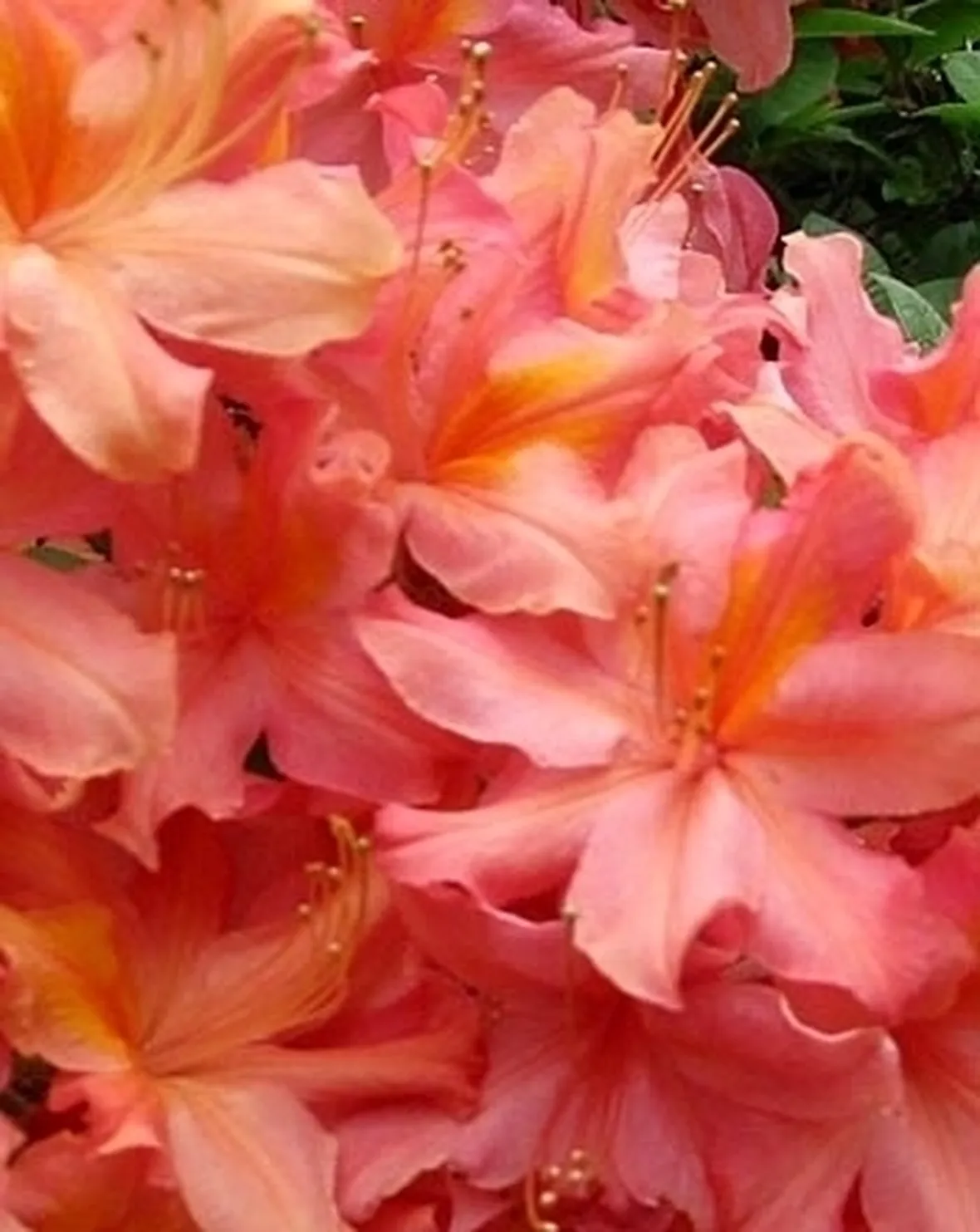Azalea: significato alternativo