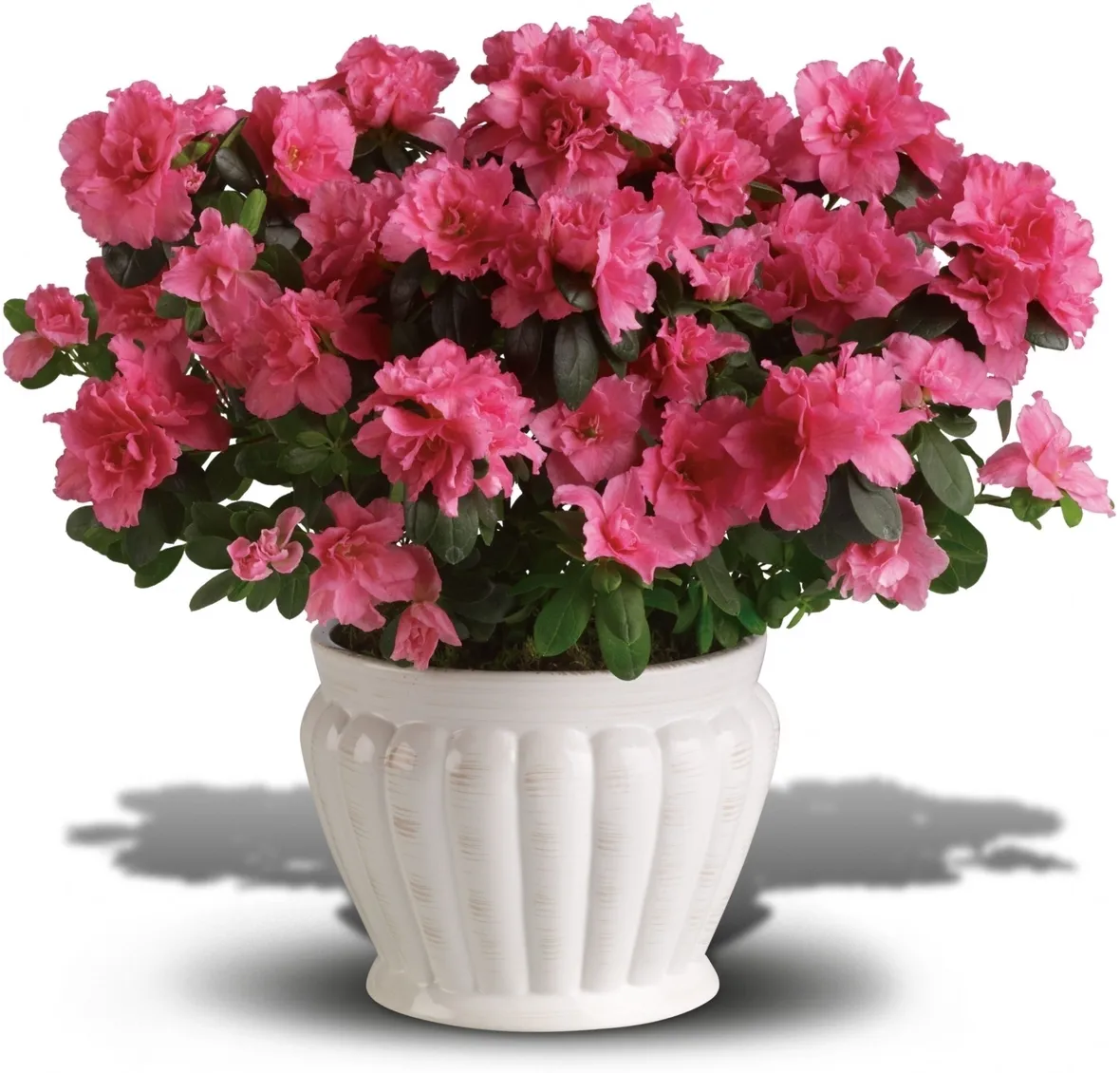 Azalea