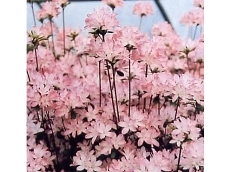 Azalea