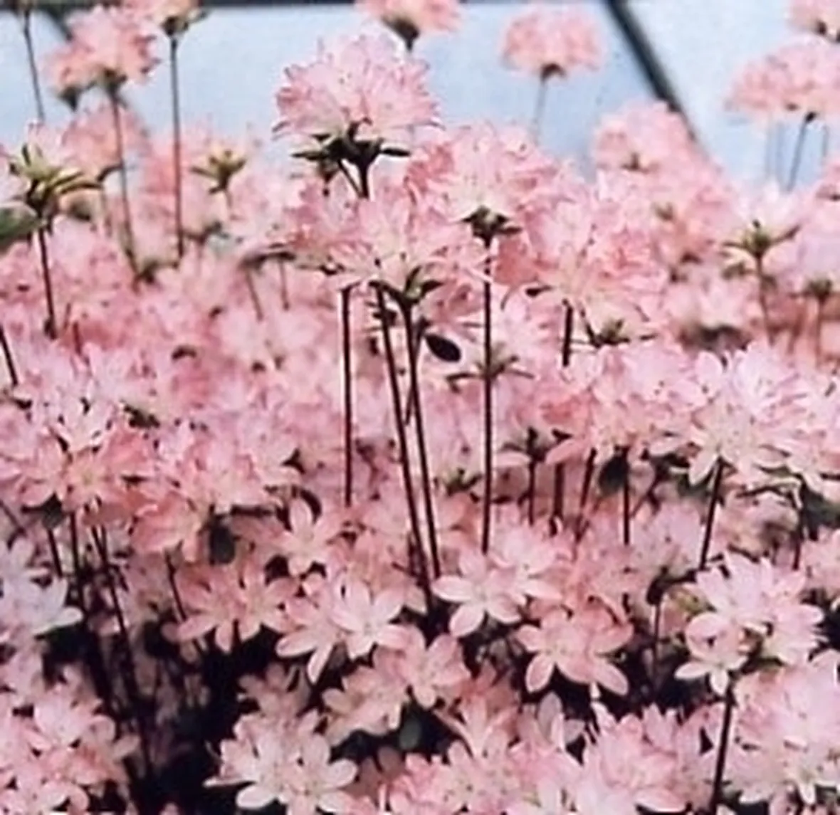 Azalea