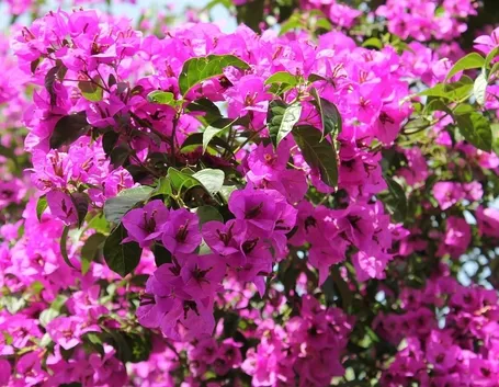 bouganville
