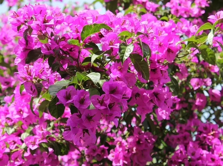bouganville