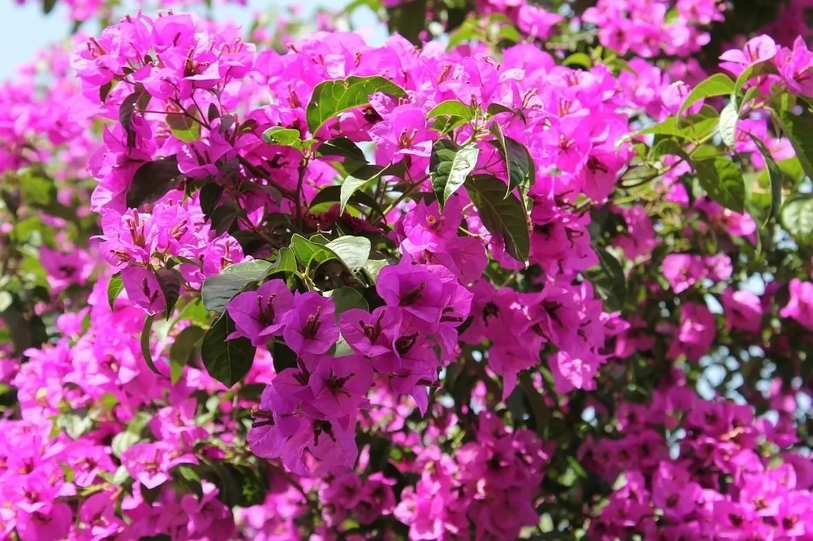 bouganville