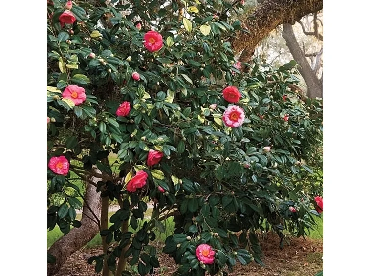 Camelia malattie

