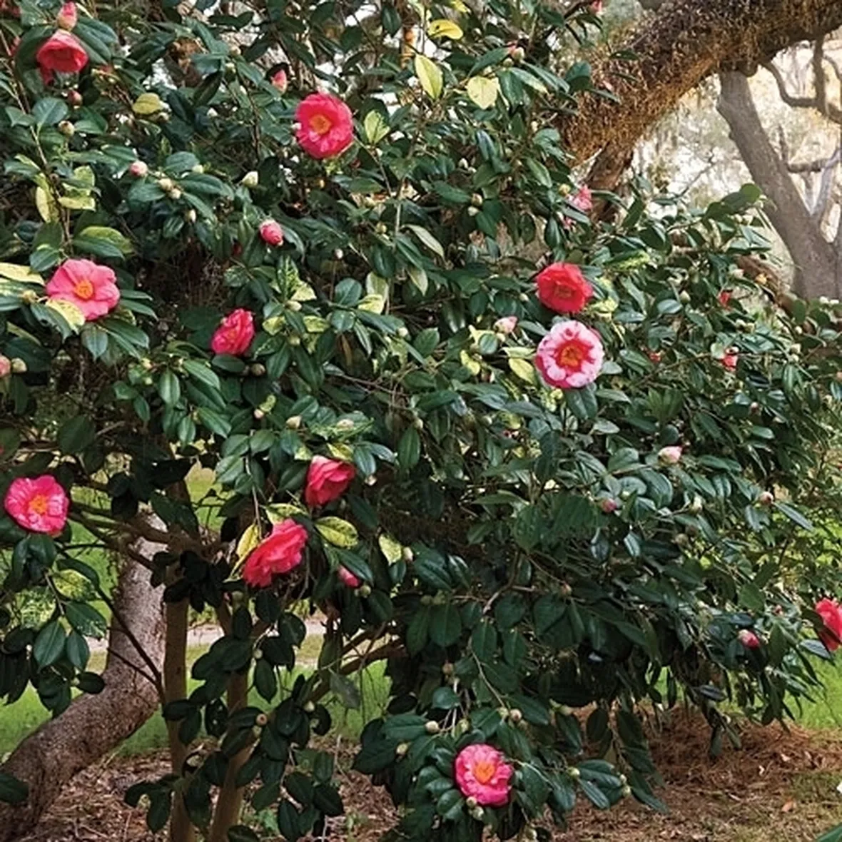 Camelia malattie
