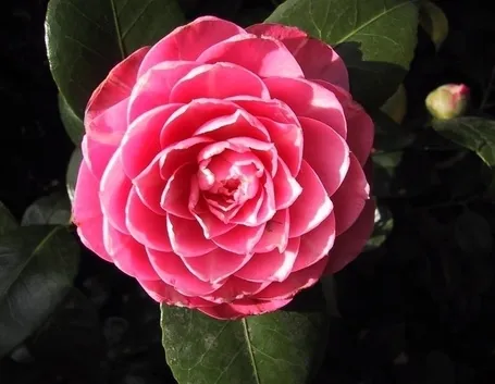 Camelia pianta