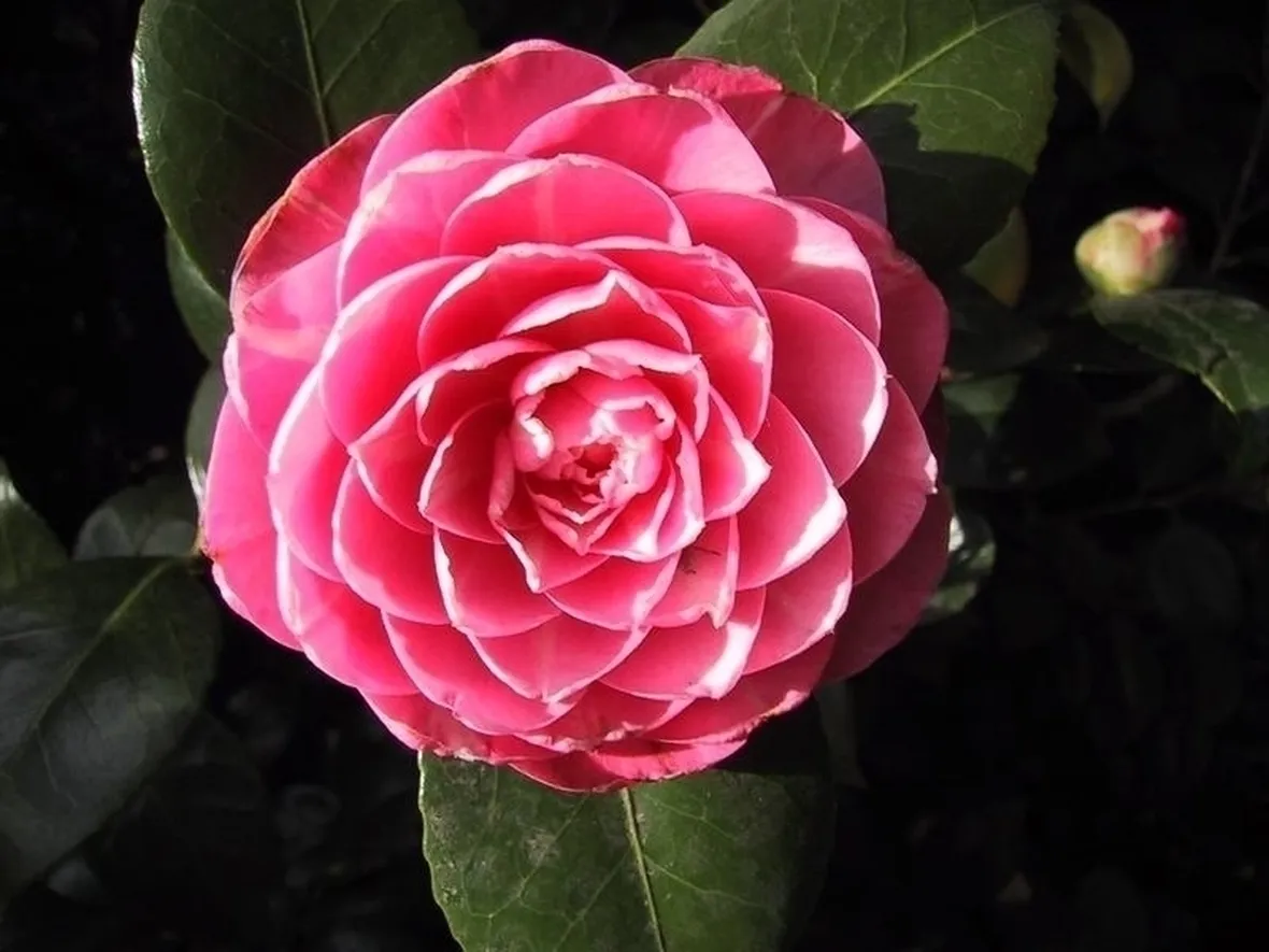 Camelia pianta