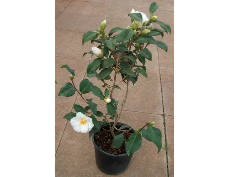 camelia