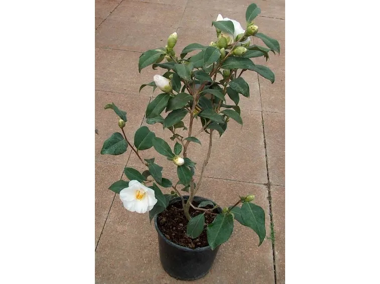 camelia