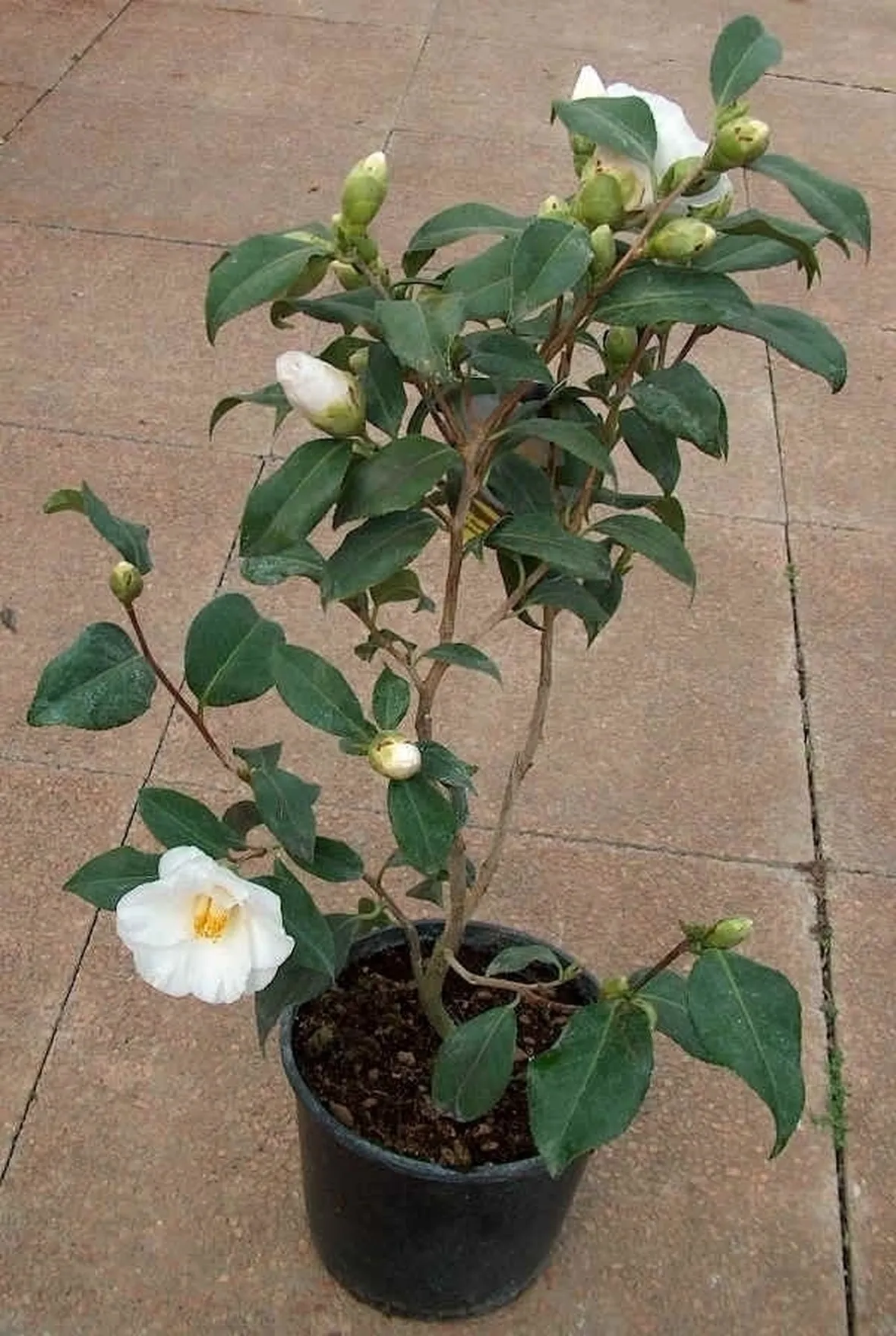 camelia