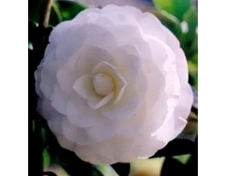 Camelia