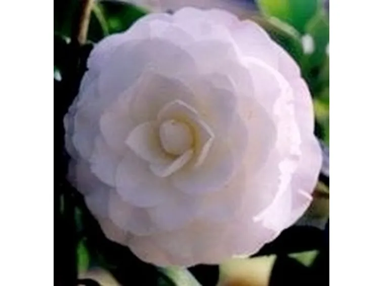 Camelia