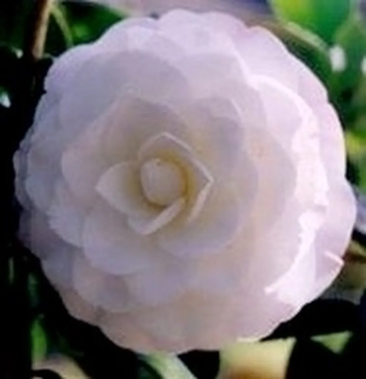 Camelia