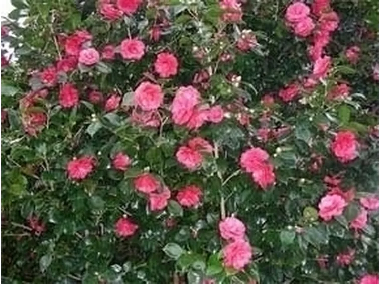 Camelia