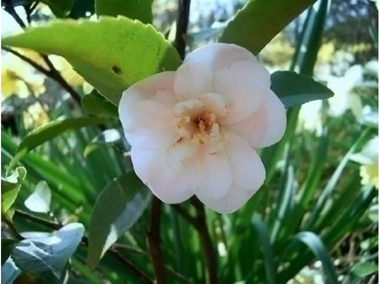 I classici del giardino, la camelia