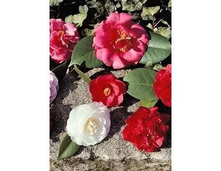 Camelia