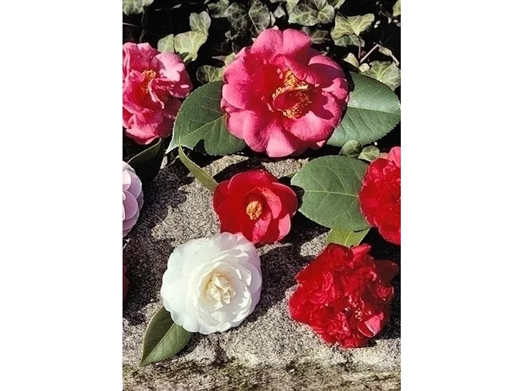 Camelia