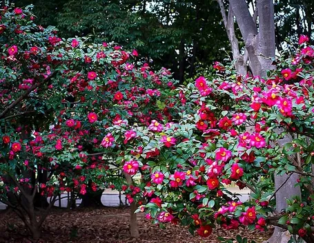 Camelia