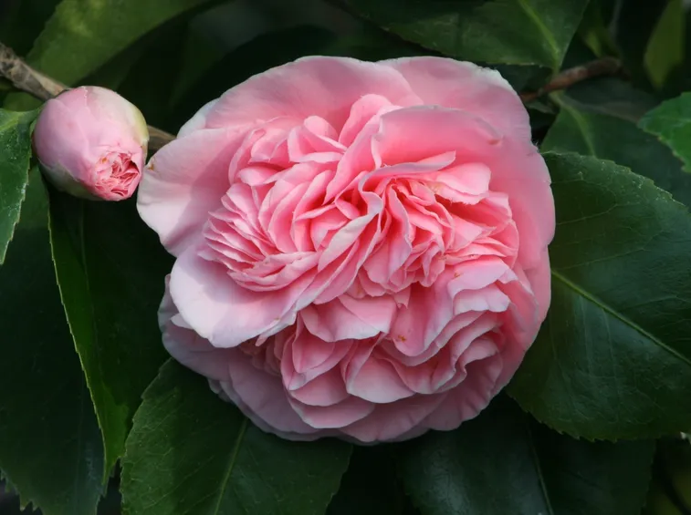 Camelia