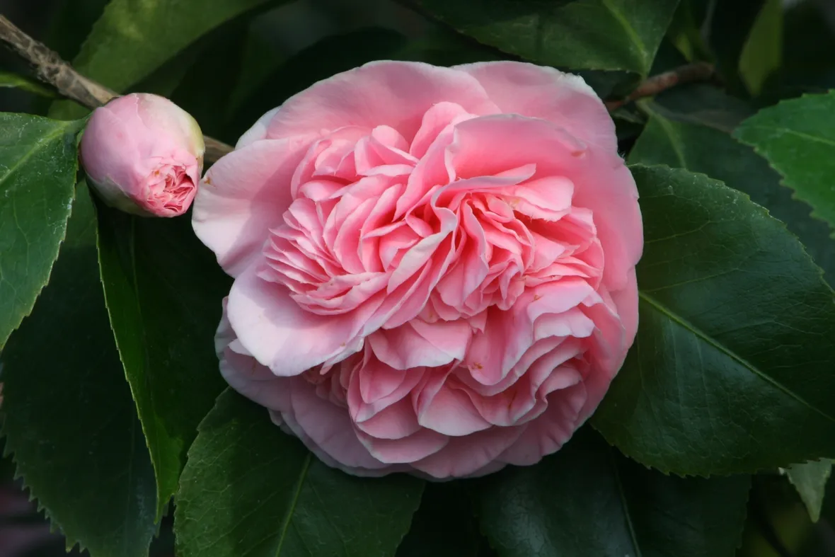 Camelia