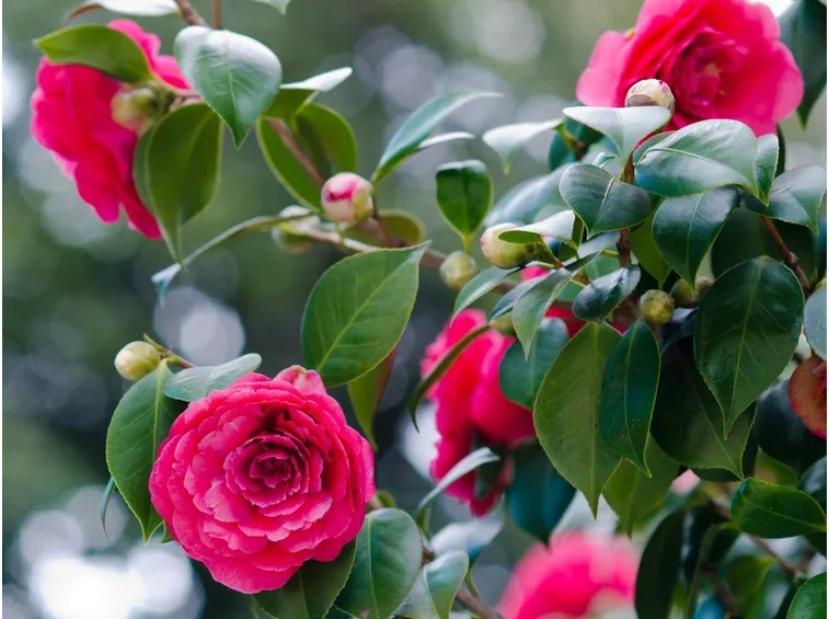 camelia