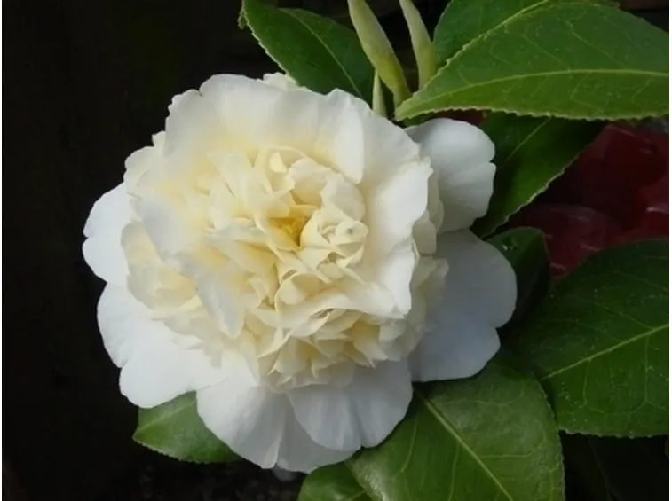 La resistenza della camelia