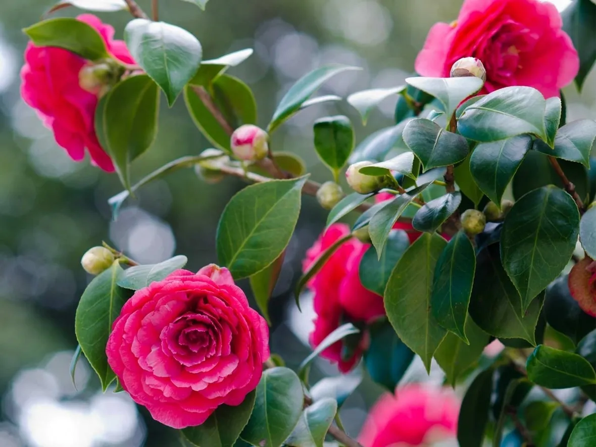 camelia