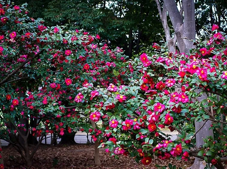 Camelia
