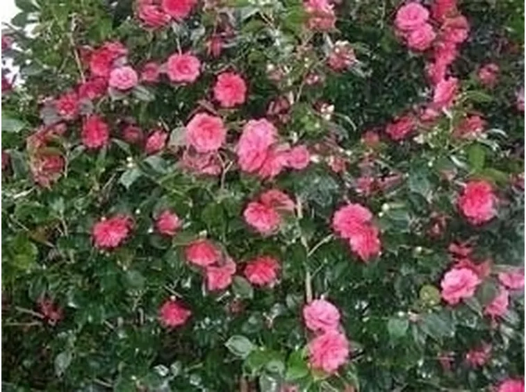 Camelia