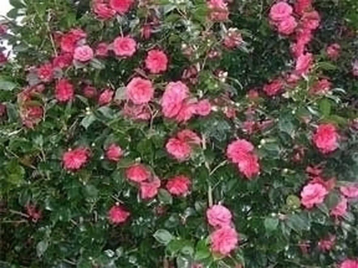 Camelia