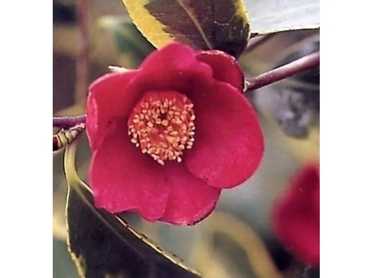 camelia